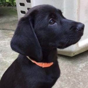 Meet your Posher, Isabella